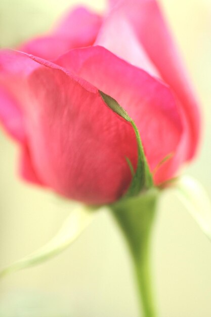 A pink rose in a vase