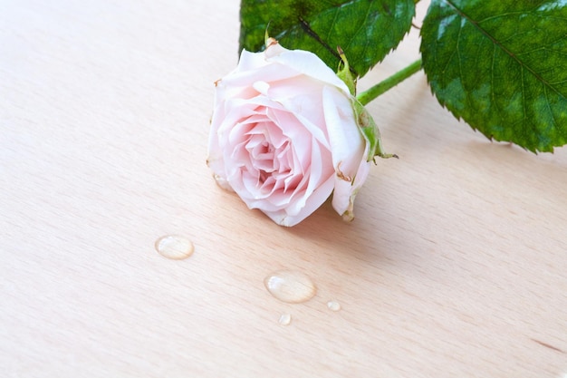 Pink rose and water drops on a wooden background