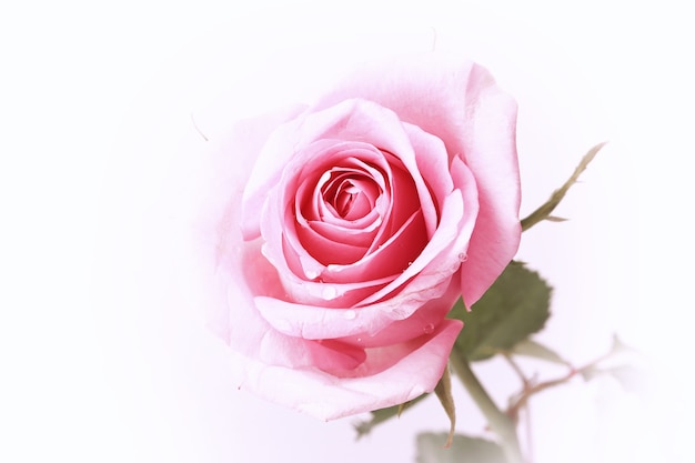 Pink rose on a white background in retro style