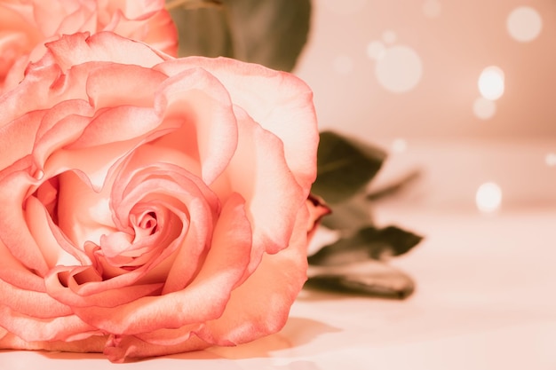 Pink rose on white background Valentine's day place for text