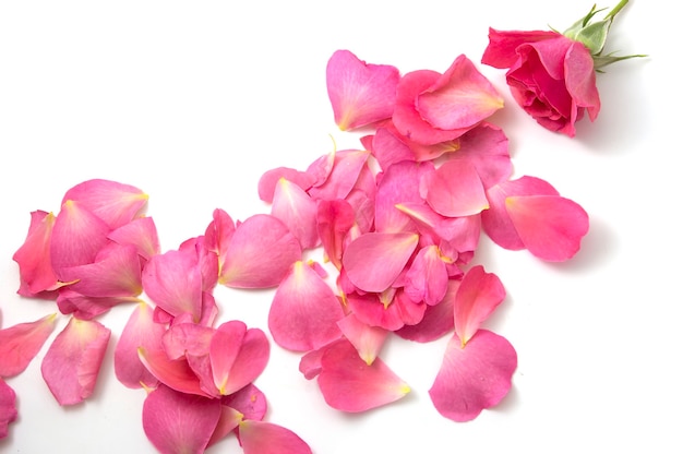 Pink rose on a white background with green leaves