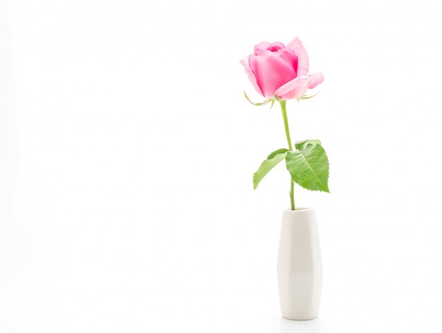 pink rose on white background