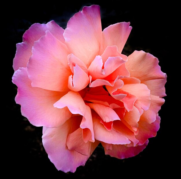 A pink rose with a black background and the word " on it "