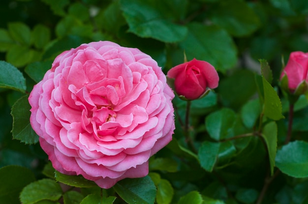 Pink rose with drops of dew in the garden