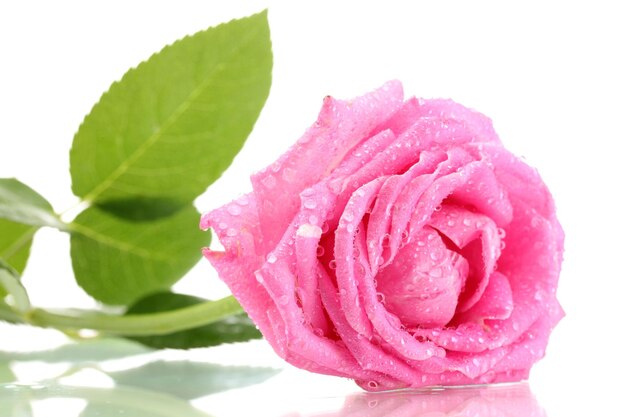 Pink rose with drops isolated on white