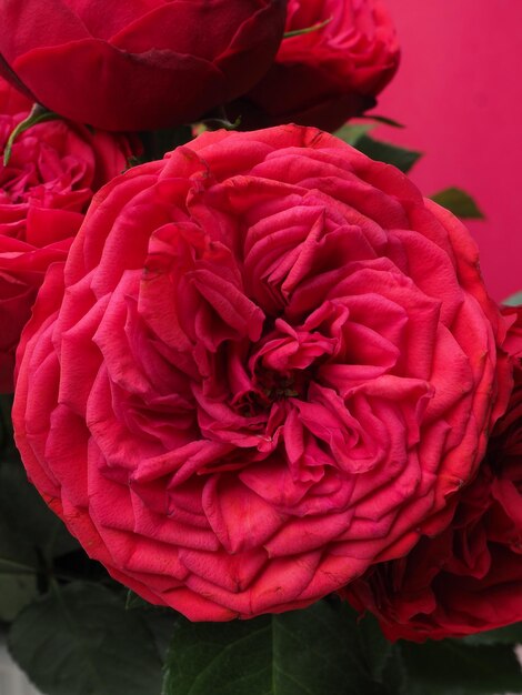 A pink rose with a green leaf on it