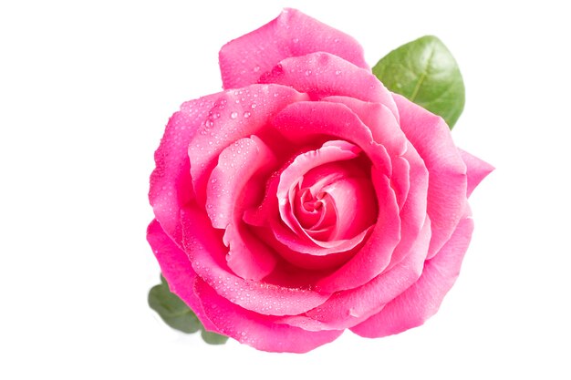 Pink rose with green leaves closeup on a white background