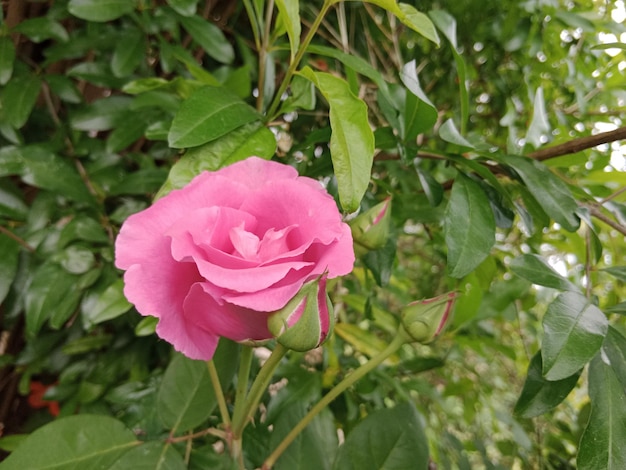 a pink rose with green leaves and a green stem.