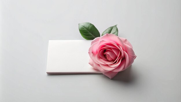 a pink rose with a green stem on a white surface