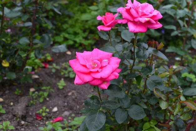 Pink rose with leaves Growing in Russian Far East