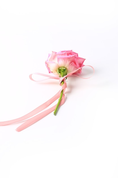 Pink rose with pink ribbon isolated on white background.