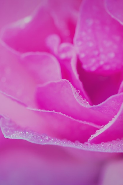 Pink rose with water drops close up Toned