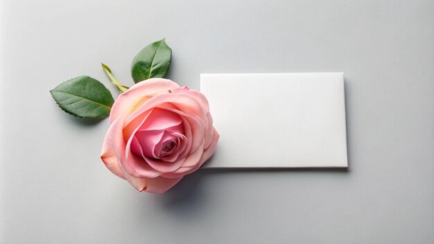 a pink rose with a white envelope next to it