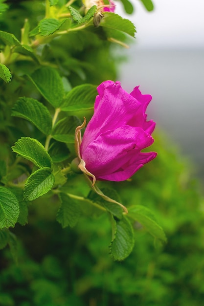 Pink rosebud flower bud on a branch