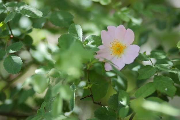 Pink rosehip flower closeup Dogrose blooms in the park or forest Nature composition