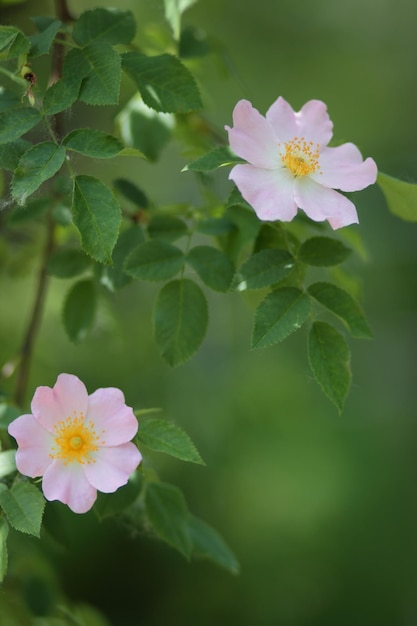 Pink rosehip flower closeup Dogrose blooms in the park or forest Nature composition