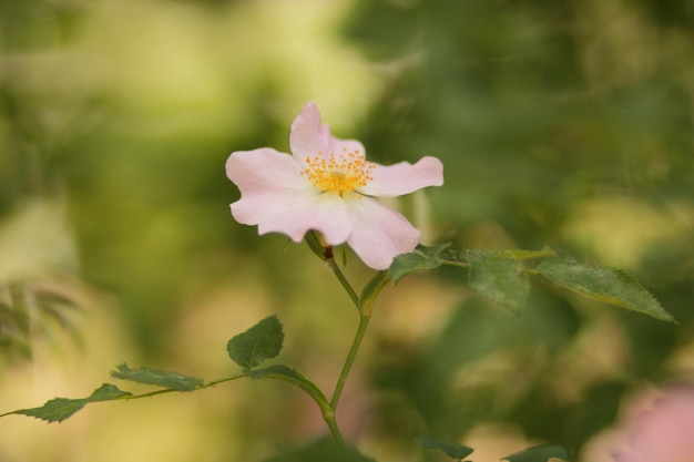 Pink rosehip flower closeup Dogrose blooms in the park or forest Nature composition