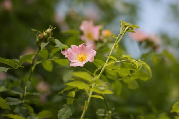 Pink rosehip flower closeup Dogrose blooms in the park or forest Nature composition