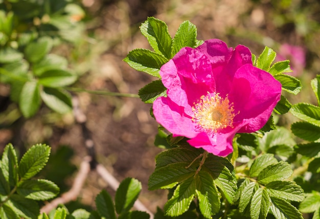 Pink rosehip flower in the sun 3