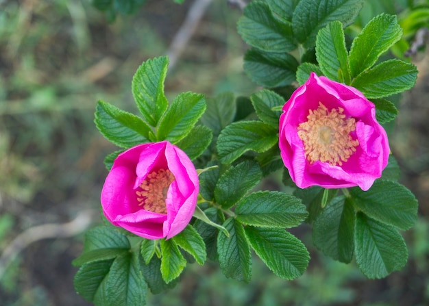 Pink rosehip flower in the sun