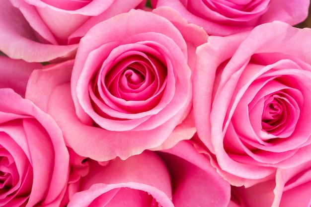 pink roses background 