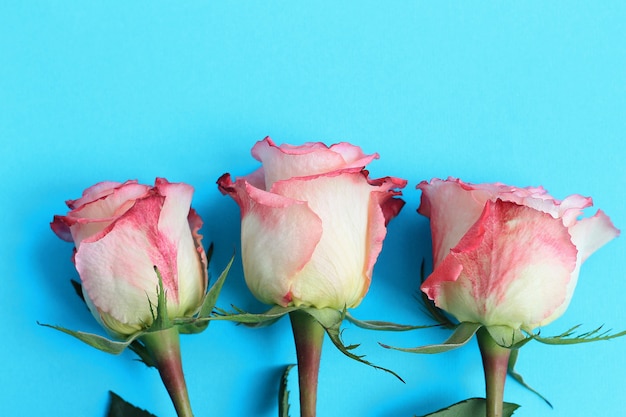 Pink roses on blue background board