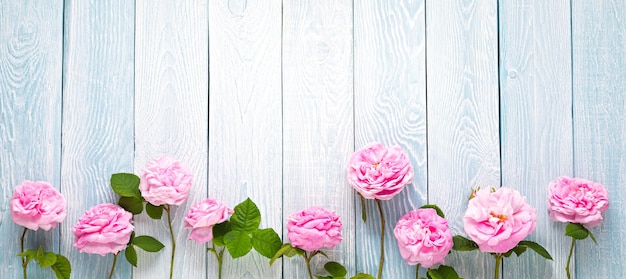 Pink roses on blue wooden planks background