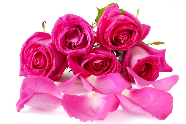 Pink roses bouquet with petals on white