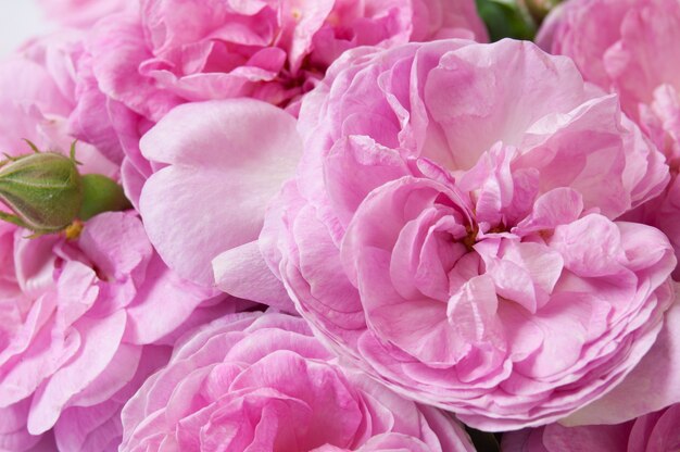 pink roses bunch closeup