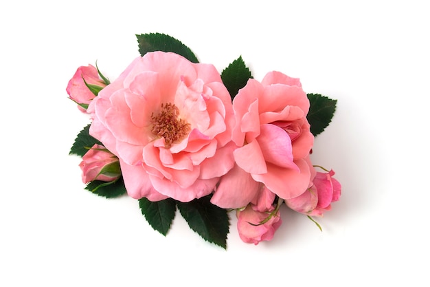 Pink roses bunch isolated on white background