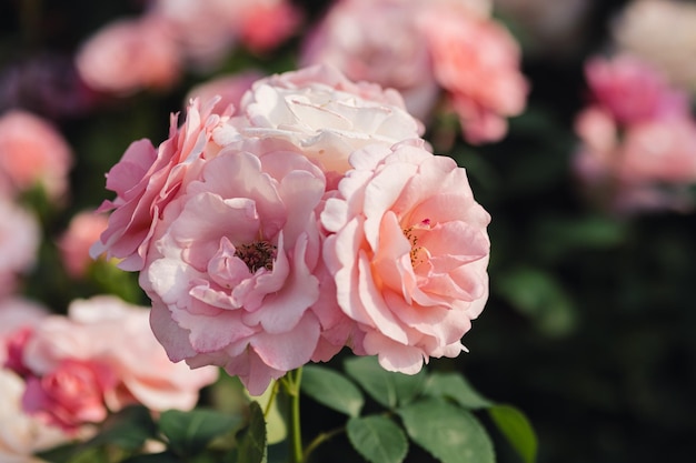 Pink roses flowers growing outdoors in summer garden nature