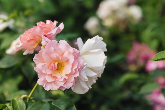 Pink roses flowers growing outdoors in summer garden nature