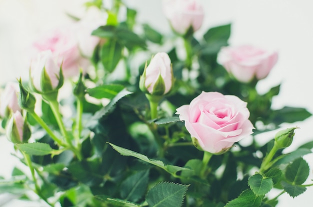 Pink roses flowers