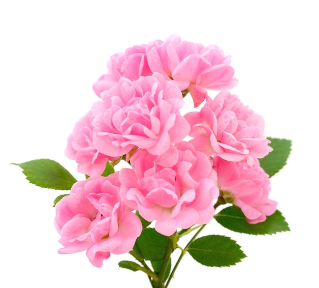 Pink roses flowers