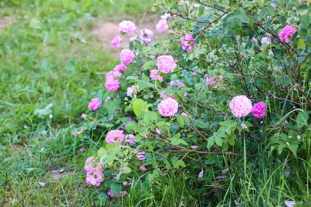 Pink roses in the garden Decorative garden plants blooming outdoors