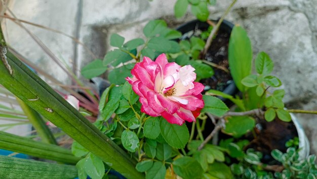 Pink roses at the garden of pink roses in summer time