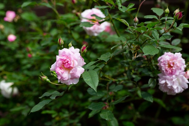 Pink roses in the garden of pink roses