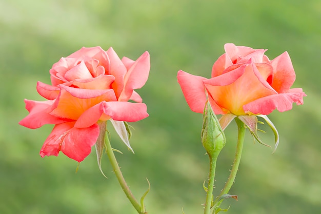 Pink roses in the garden