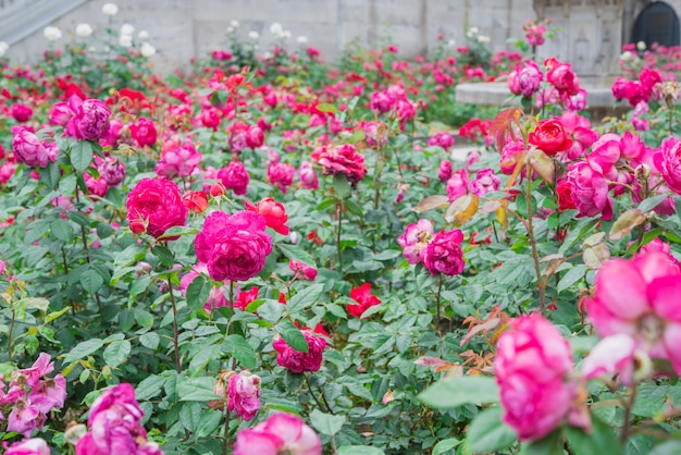 Pink roses in the garden.