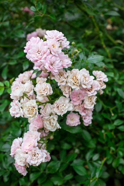 Pink roses in garden