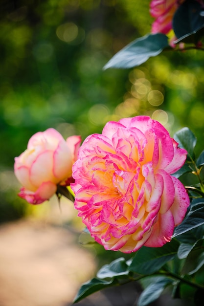 Pink roses growing summer cottage warm summer day