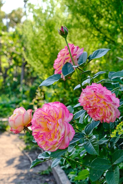 Pink roses growing summer cottage warm summer day