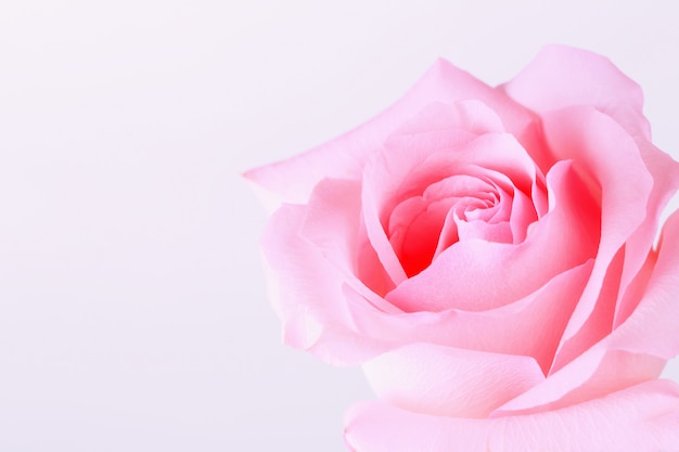 Pink roses on a light background