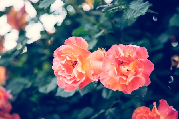 Pink roses in the own garden Valentines mother's day or birthday background