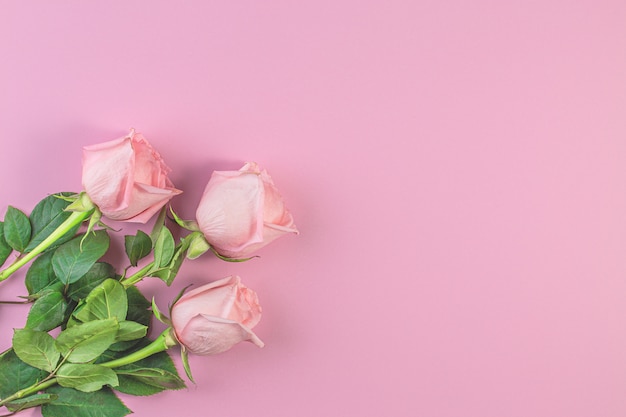 Pink roses on pastel pink background.