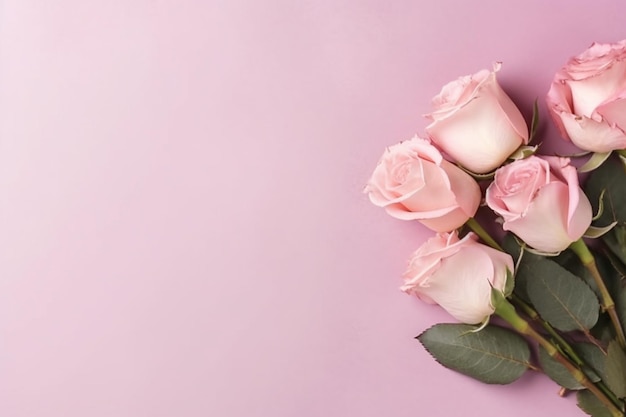 Pink roses on a pink background