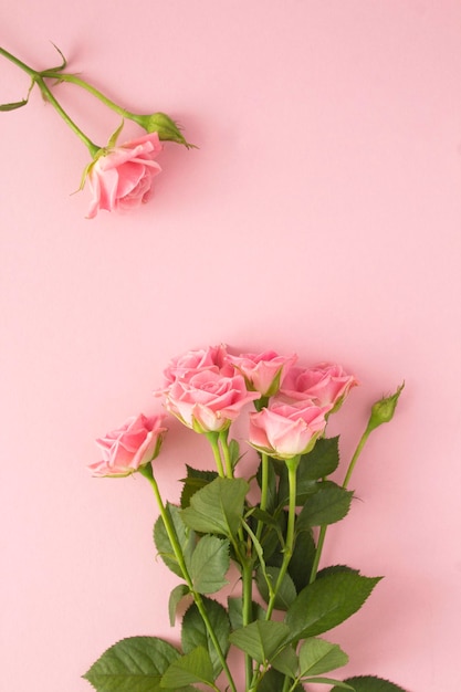 Pink roses on the pink backgroundTop view Copy space Closeup Location vertical