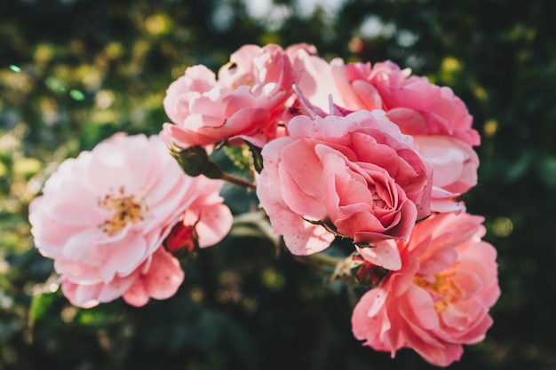 Pink roses on the street Closeup