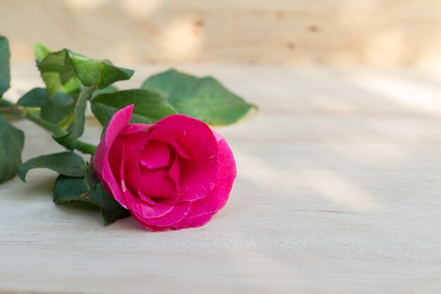 Pink roses in valentine day, romantic background