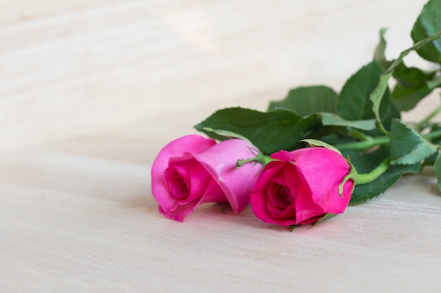 Pink roses in valentine day, romantic background